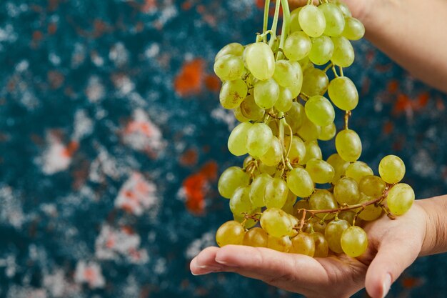 Fresh white grapes in hand on blue surface