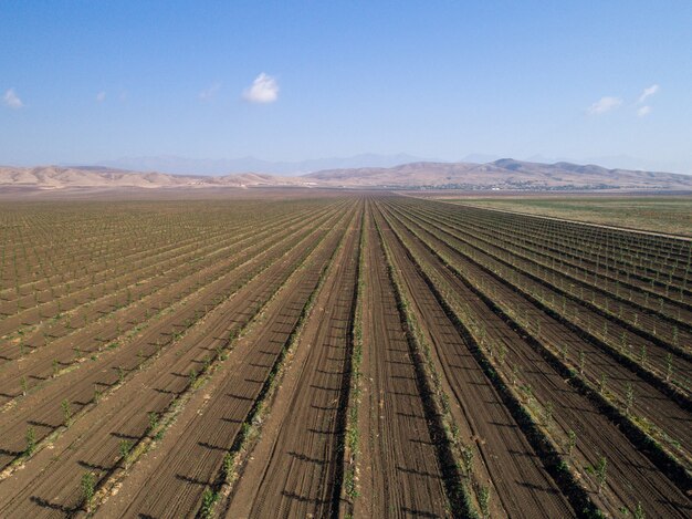 Fresh wide field with greens