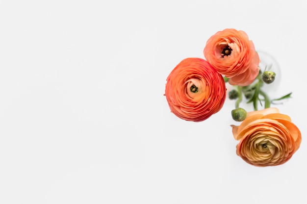 Fresh wonderful flowers on stems in vase