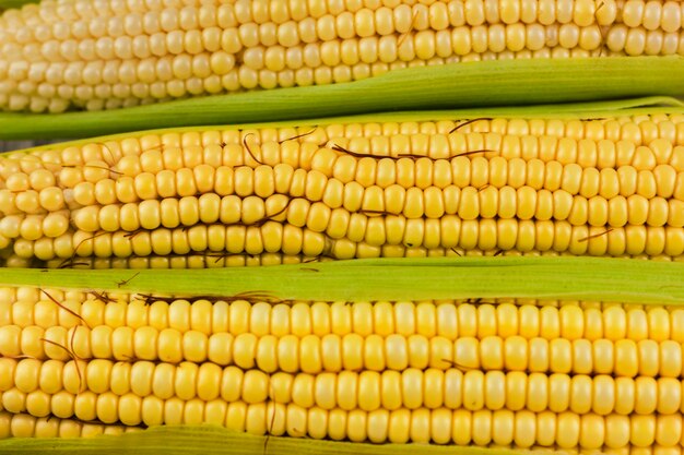 Fresh yellow corn closeup 