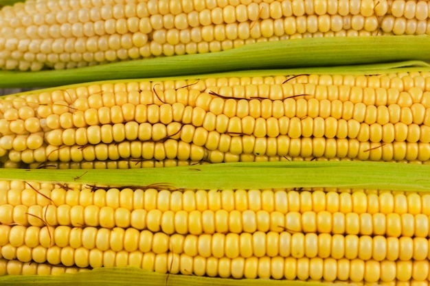 Свежая желтая кукуруза крупным планом