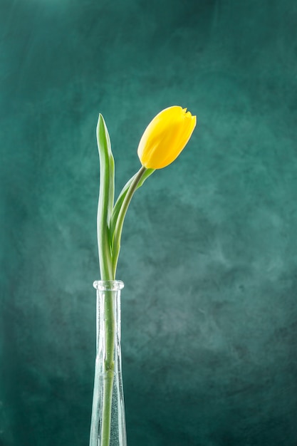 Свежий желтый тюльпан на зеленом стебле в узкой вазе