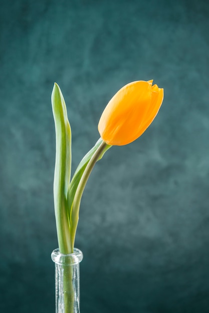 Fresh yellow tulip in narrow vase