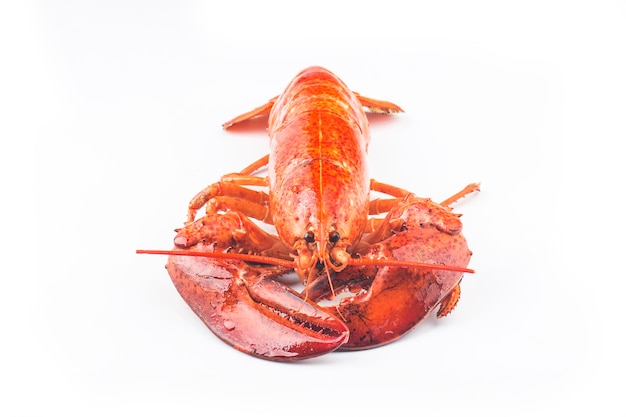 A freshly cooked boston lobster