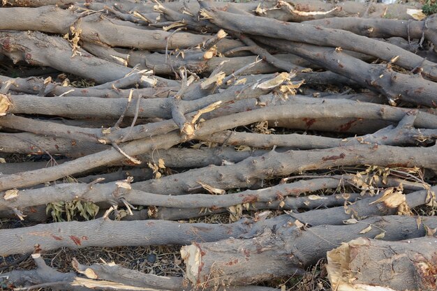 Freshly cut wood logs on the floor