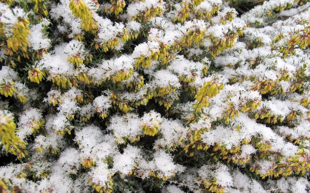 Freshly fallen snow on the leaves of the plant in the garden. texture background christmas time