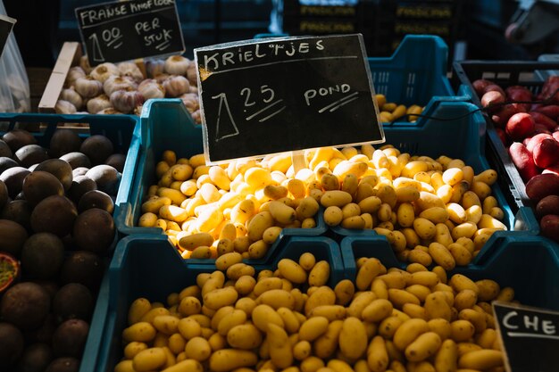 Freshly harvested dutch seed potatoes (krieltjes) in blue crate