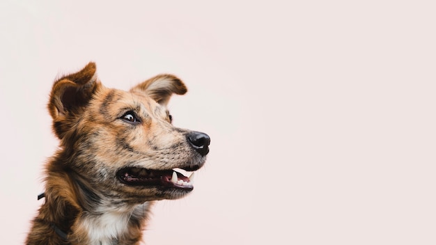 フレンドリーな犬サイドビューコピースペース