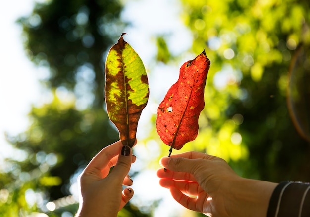 Friends holding leaves