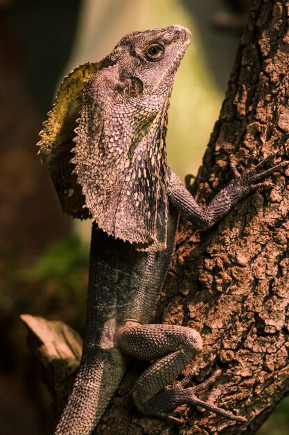 Frilled lizard