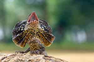 無料写真 エリマキトカゲのクローズアップ顔動物のクローズアップ