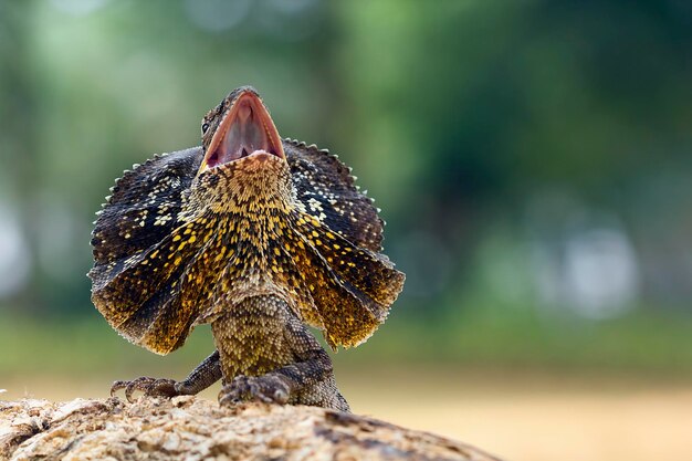 Frillnecked Lizard closeup face animal closeup