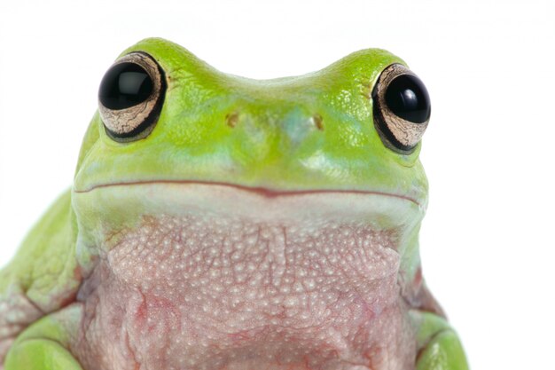 Frog close up