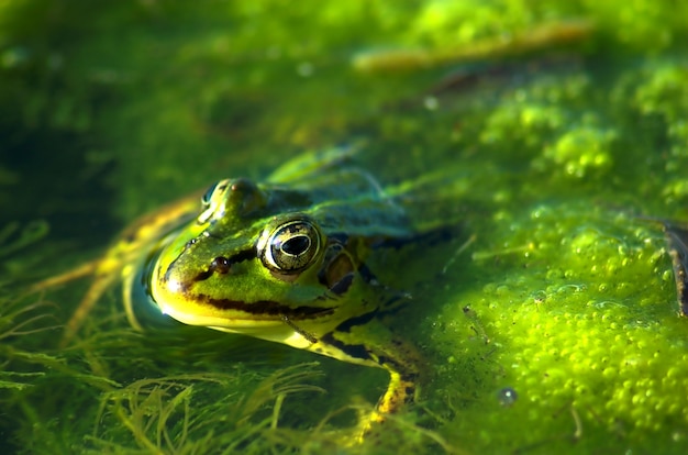 Frog swimming