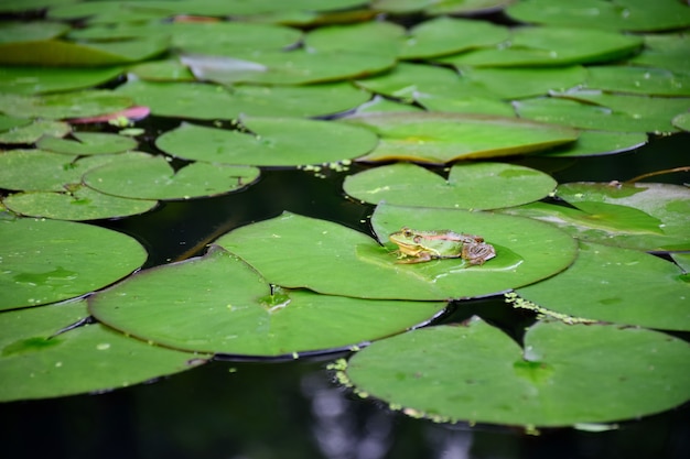 Free photo frog on a water lily