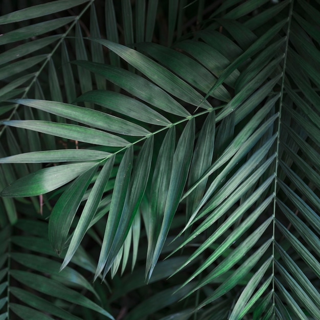 From above green palm leaves