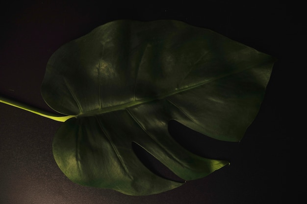 From above alocasia leaf