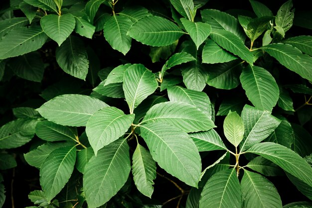 From above beautiful green leaves