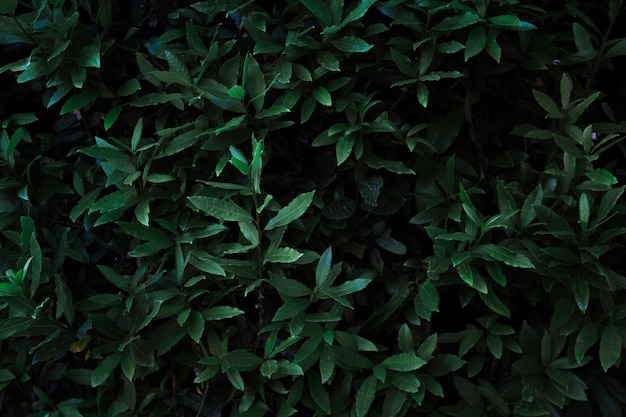 From above dark plants