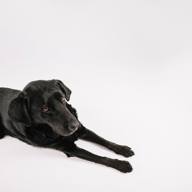 From above dog lying on white