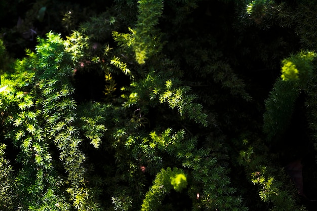 From above garden plants