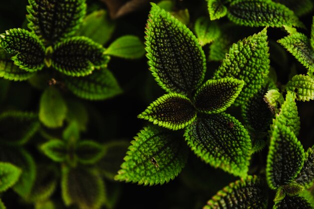 From above green plants