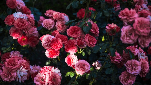Сверху величественные розы в саду