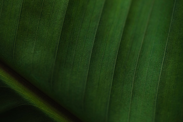 From above palm leaf pattern