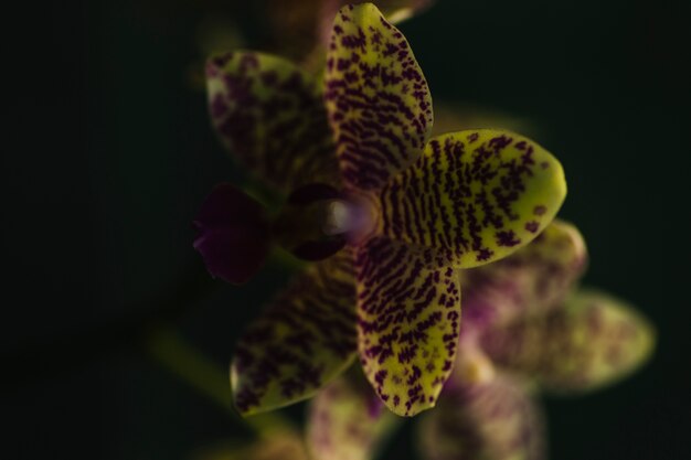 From above patterned flower