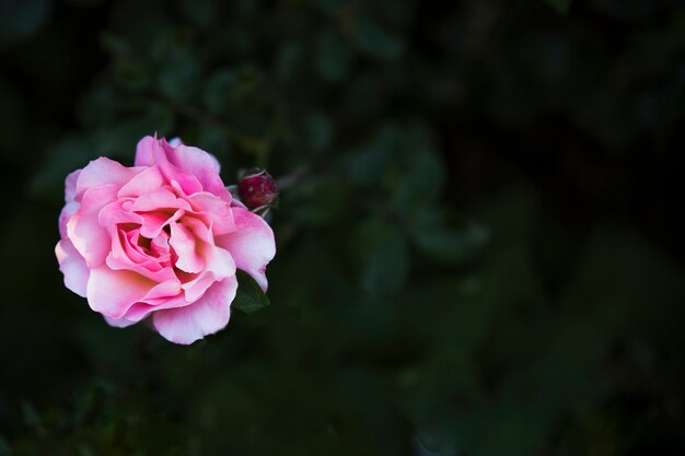 上からピンクのバラ