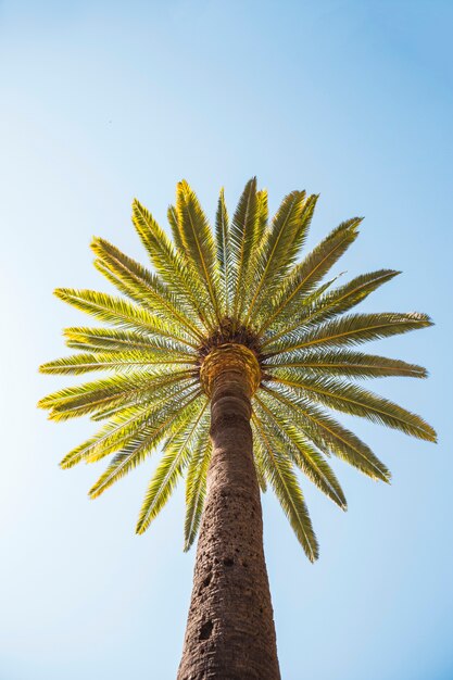 From below tall palm