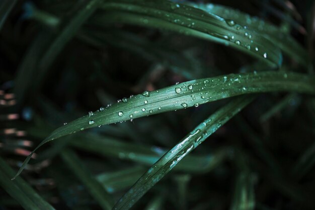 From above wet garden grass