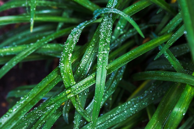 上の湿った草の葉から