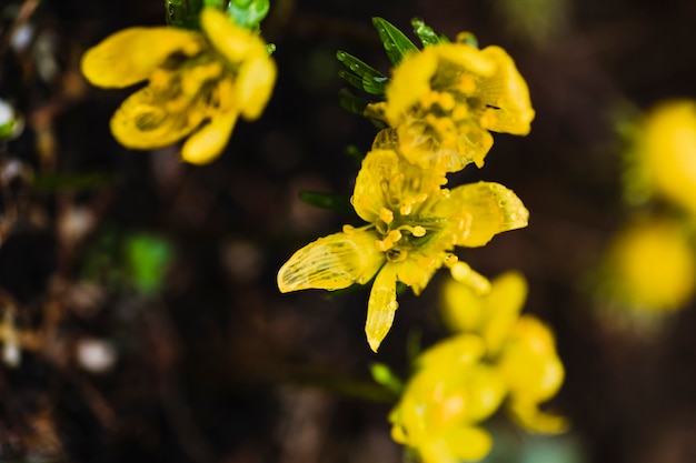 From above yellow flowers