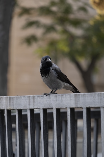 緑の木々と一緒に金属フェンスにフロンビュー鳥