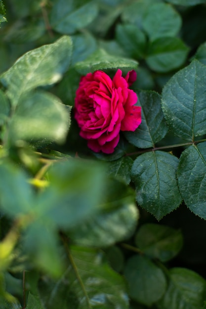 Free photo a front close up view red rose along with green bushes