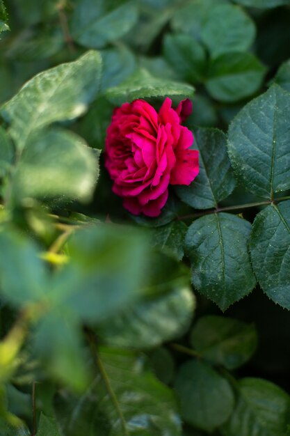 Фронт крупным планом вид красная роза вместе с зелеными кустами