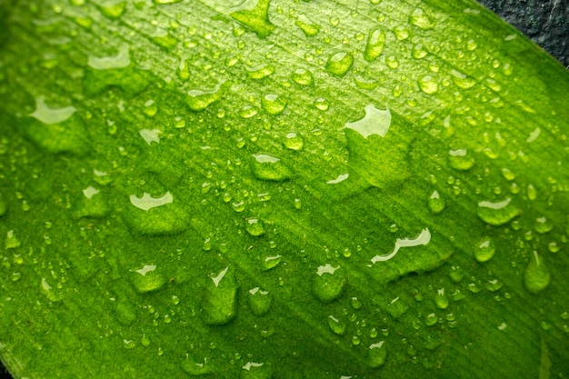 Front close view green leaf with drops on dark color dew forest green air tree