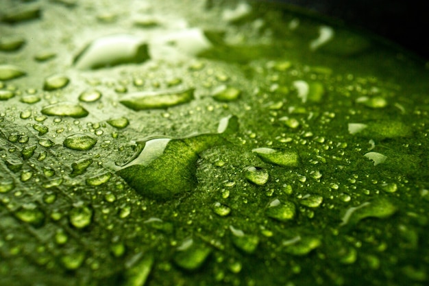 Front close view green leaf with drops on a dark color nature dew forest green air tree