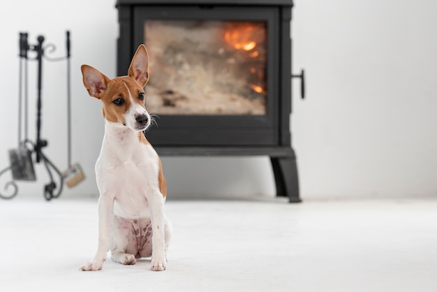 Front view of adorable dog with fireplace