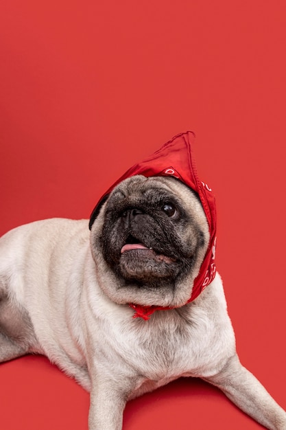 Foto gratuita vista frontale di adorabile pug con copia spazio