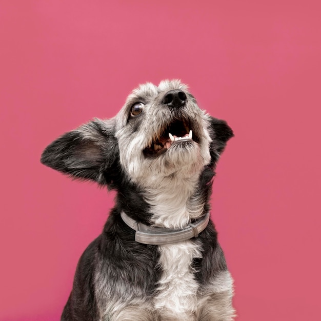 Front view of adorable puppy with mouth open looking up