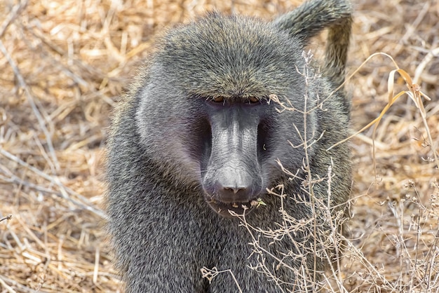 Free photo front view of an african monkey in the field