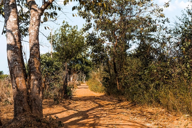 Вид спереди африканского природного ландшафта с деревьями и растительностью