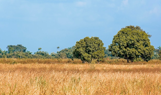 Вид спереди африканского природного пейзажа с деревьями
