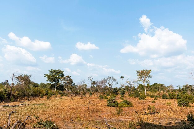 Front view of african nature landscape