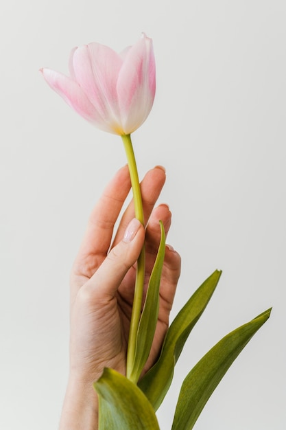 Front view arrangement of beautiful bloomed flower