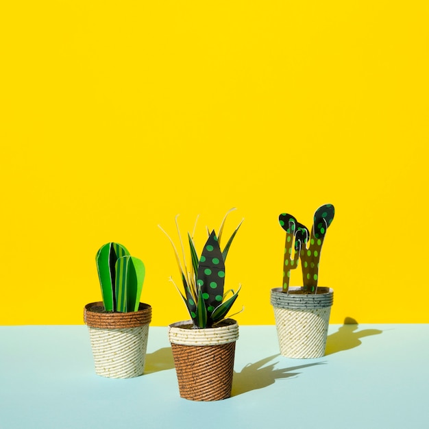 Front view arrangement of cacti on yellow background