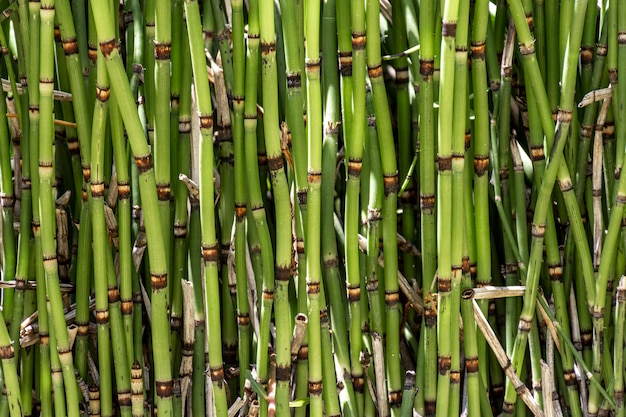 Front view of bamboo sticks