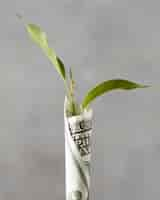 Free photo front view of banknote wrapped around plant